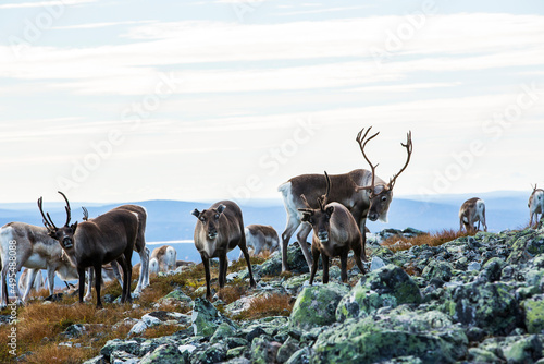 Reindeers in Yllas Pallastunturi National Park  Lapland  northern Finland
