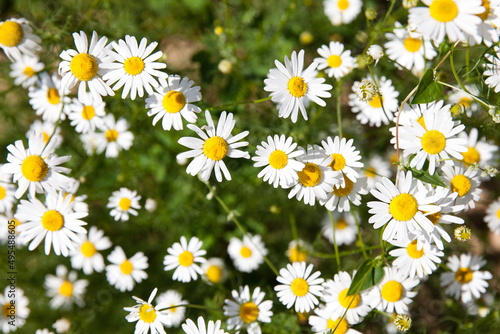 Chamomile flower field. Camomile in the nature. Field of camomiles at sunny day at nature. Camomile daisy flowers in summer day. © Tatiana Nurieva