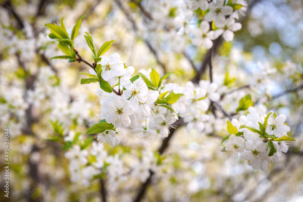 Beautiful branch of a flowering apple tree. Beautiful branch of a flowering apple tree.