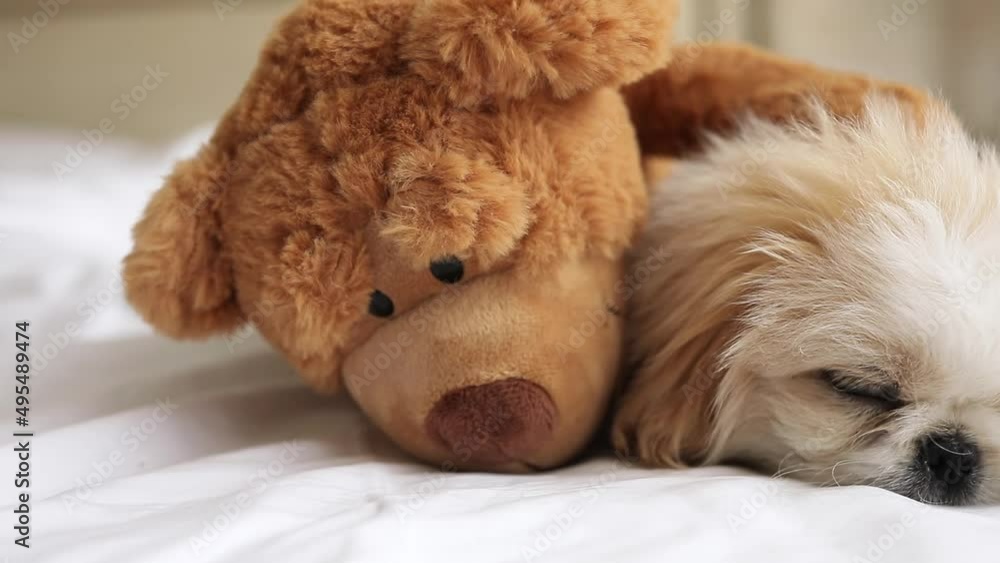 Pet puppy keeps warm under blanket in cold winter weather. Animals friendly and care concept.Small dog and teddy bear beige toy sleep on bed at home Pet puppy keeps warm under blanket in cold winter weather. Animals friendly and care concept.Small dog and teddy bear beige toy sleep on bed at home