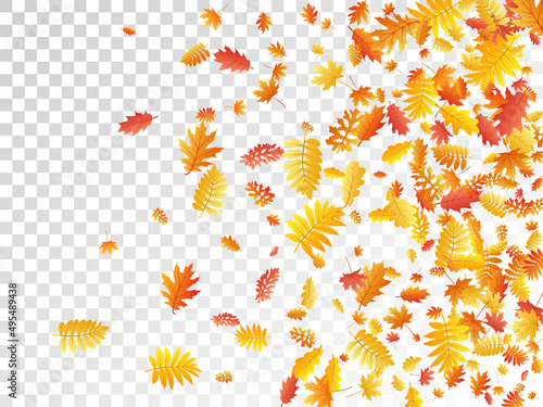 Oak, maple, wild ash rowan leaves vector, autumn foliage on transparent background.