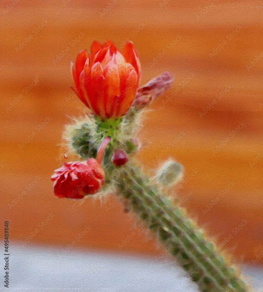 cactus with flower cactus with flower