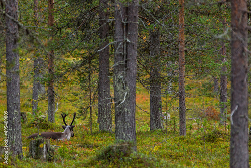 Reindeers in Autumn in Lapland, Northern Finland. Europe photo