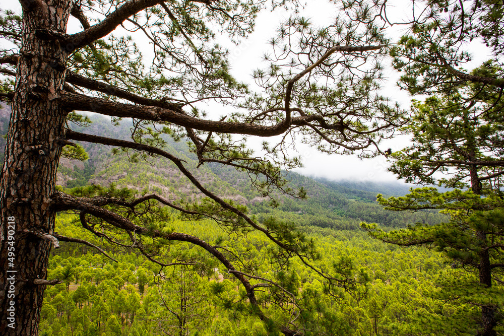 Spring in Cumbrecita, Caldera De Taburiente Nature Park, La Palma Island, Canary Islands, Spain Spring in Cumbrecita, Caldera De Taburiente Nature Park, La Palma Island, Canary Islands, Spain