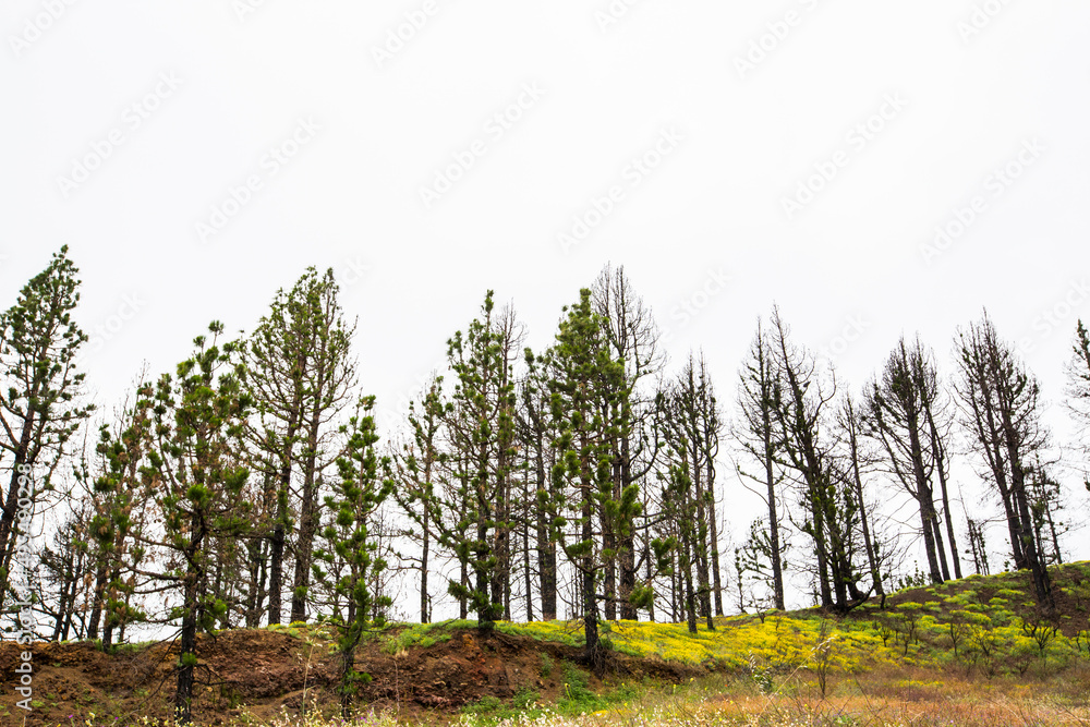 Fototapeta premium Burned forest in Caldera De Taburiente Nature Park, La Palma Island, Canary Islands, Spain
