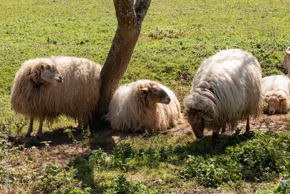 Fototapeta premium group of sheep resting in the shade of a tree
