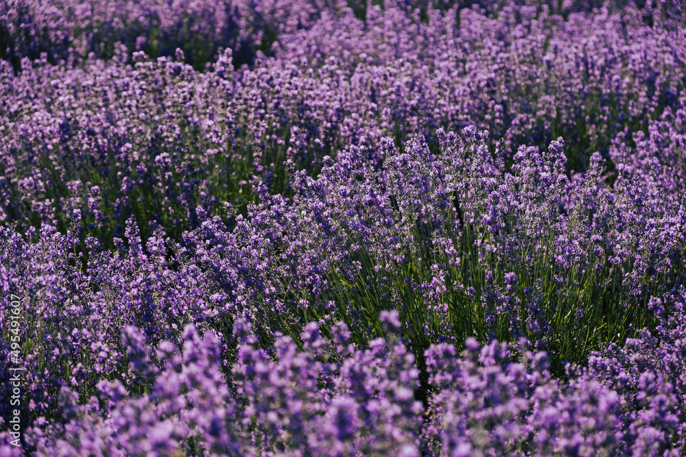 Naklejka premium Lavender bushes on the meadow in sunny summer day. Close-up of flower field background. 