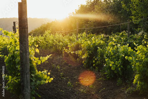 Landscape of vineyards at sunset. Beautiful scenic vineyard with sunset sky.