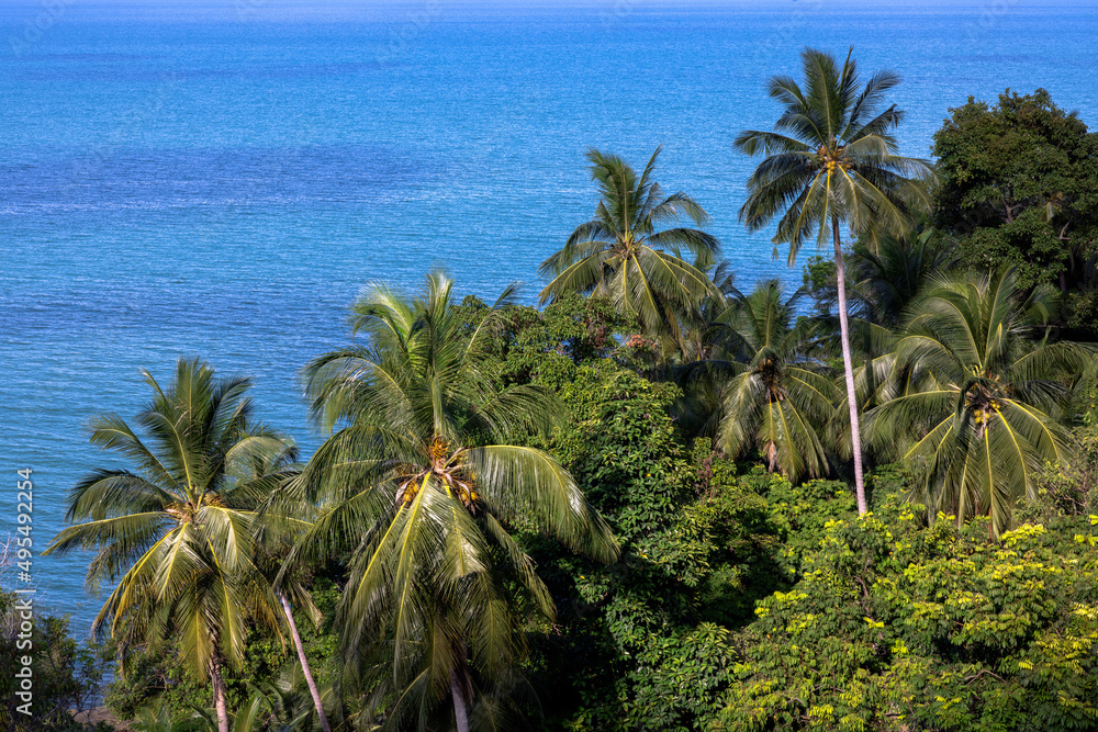 Coconut trees on the sandy beach against a beautiful blue sea background.