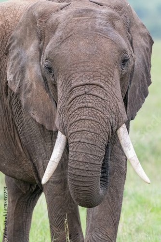 portrait of an African Elephant