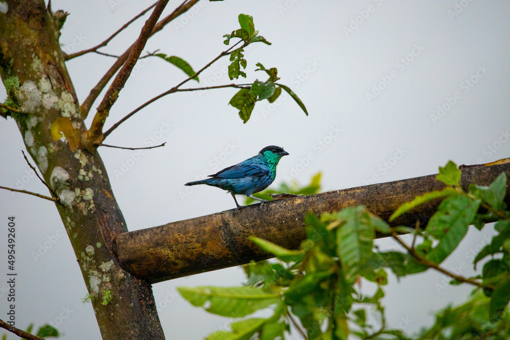 Beautiful photo of an exotic and tropical bird in blue-turquoise color sitting on a branch in a tropical forest Beautiful photo of an exotic and tropical bird in blue-turquoise color sitting on a branch in a tropical forest