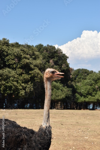 Beautiful ostrich photo at Brijuni national park Croatia.
