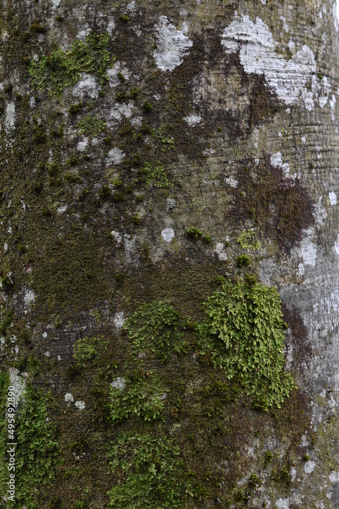 Vertical texture view of gray tree bark surface with green moss and lichen on it. Vertical texture view of gray tree bark surface with green moss and lichen on it.