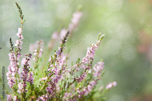 Lavender. Vibrant pink common heather ,Calluna vulgaris, blossoming outdoors. Amazing view with z beautiful bokeh and light in background.