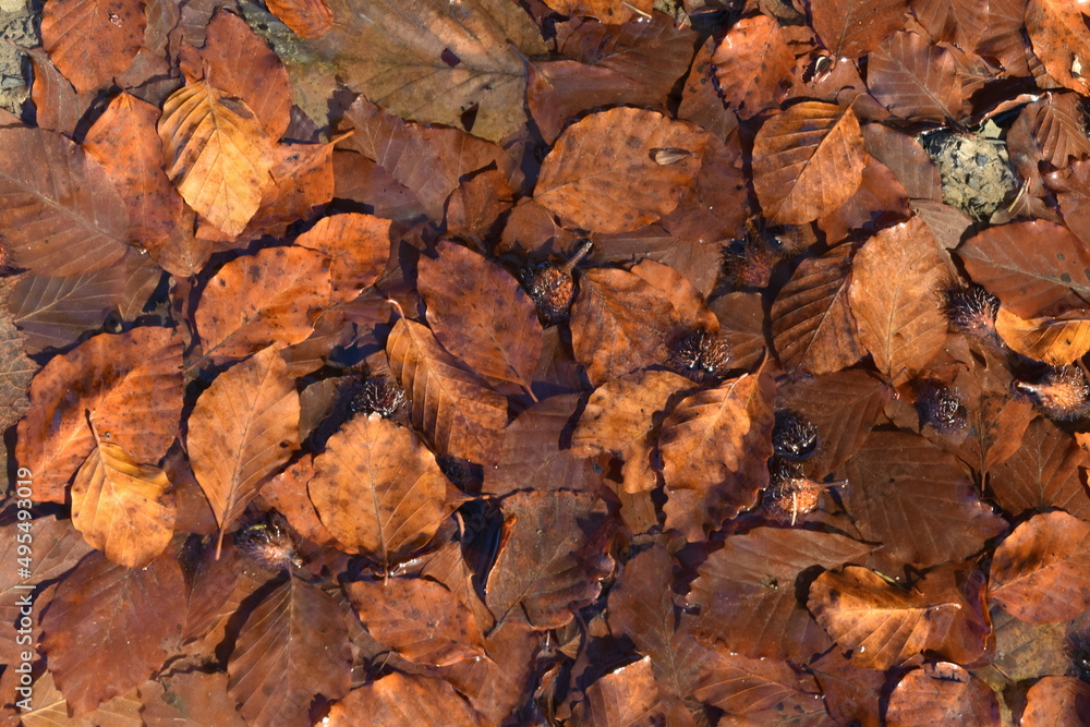 Fallen leaves on water. Floating autumn leafs.