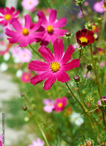 cosmos decorative bright pink flower, garden beauty © SERGIYVOLODYMYROVYCH