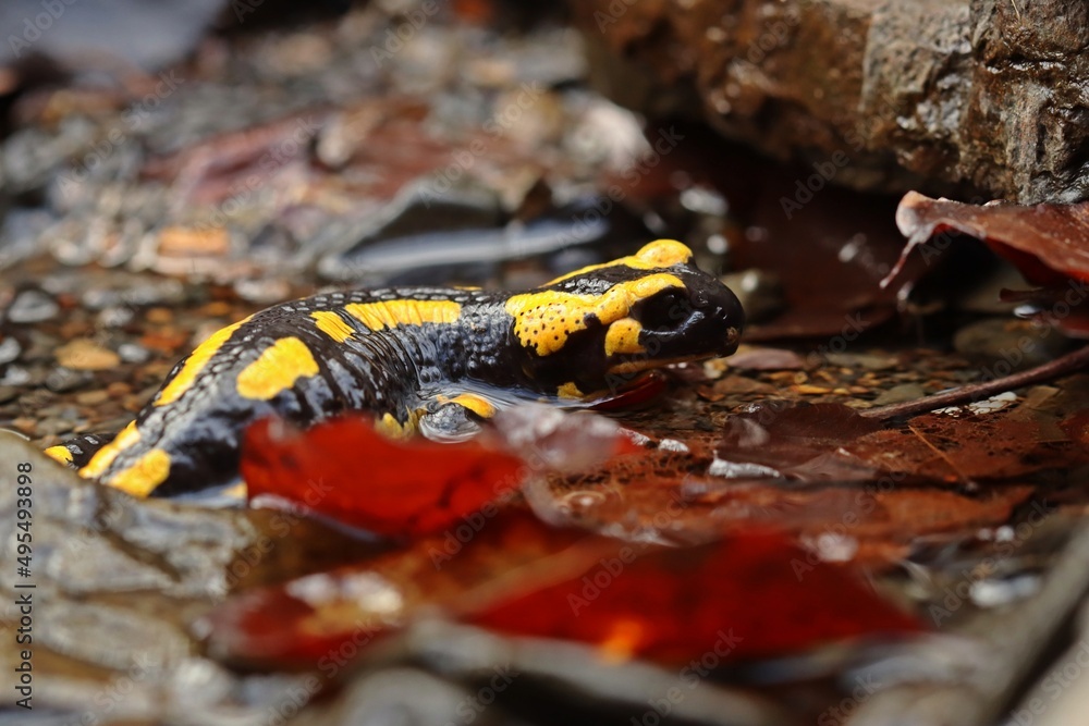 Im Bach sitzender Feuersalamander (Salamandra salamandra)
