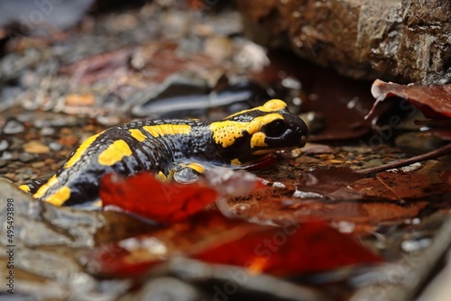 Im Bach sitzender Feuersalamander (Salamandra salamandra) photo