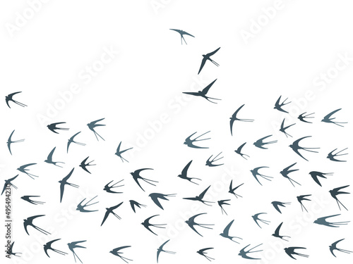 Flying swallow birds silhouettes vector illustration. Nomadic martlets flock isolated on white.