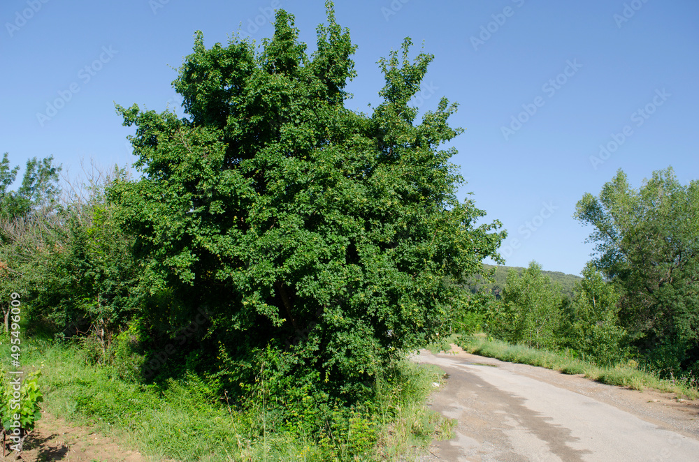 Country maple, Acer campestre