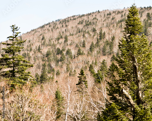 Autumn pine tree and other bare trees on mountain