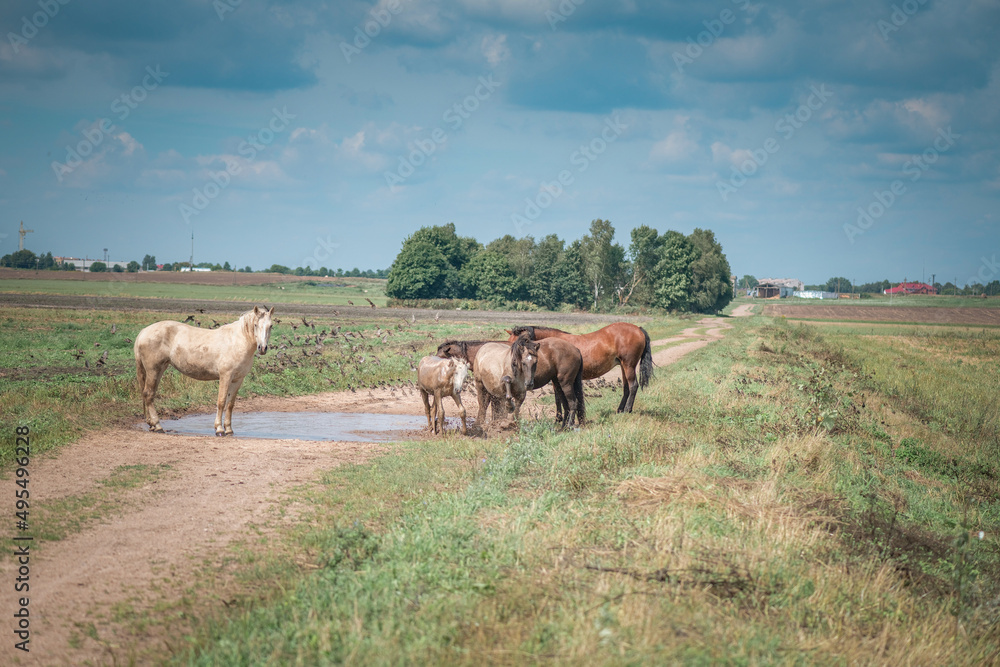 Horses graze in the field on a sunny summer day.