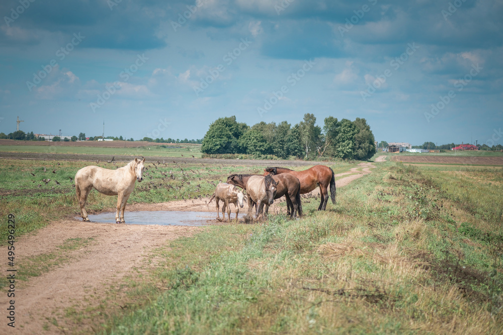 Horses graze in the field on a sunny summer day.