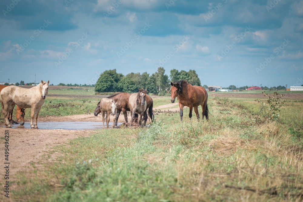 Horses graze in the field on a sunny summer day.