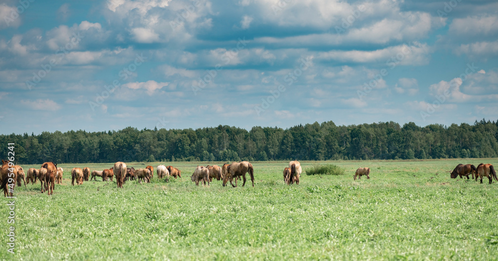 Horses graze in the field on a sunny summer day. Horses graze in the field on a sunny summer day.