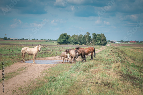 Horses graze in the field on a sunny summer day. © shymar27