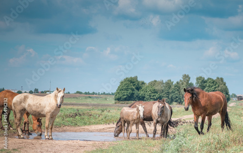 Horses graze in the field on a sunny summer day.