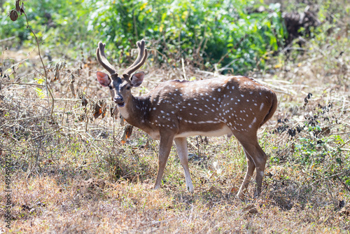 spotted deer or chital or axis deer standing in a forest