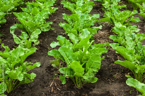Sugar beet field. Sugar beet closeup at field