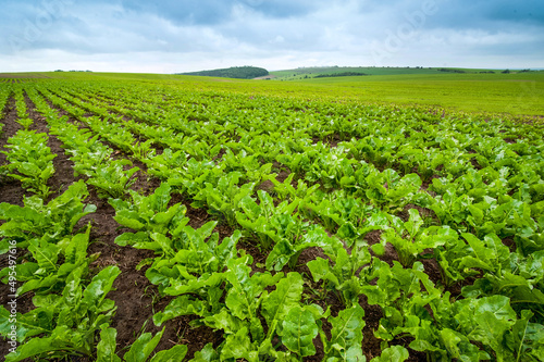 sugar beet close up, rows of young beets, agricultural theme