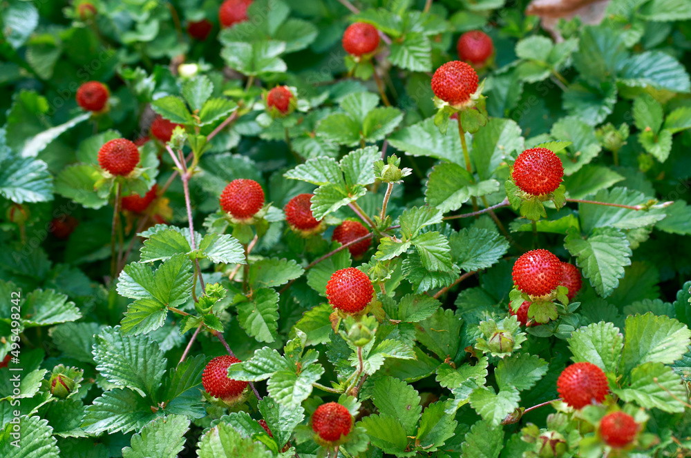 berry of Indian strawberry in the field - obrazy, fototapety, plakaty 