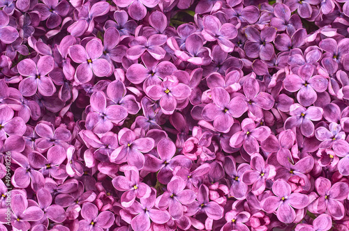 Fototapeta Naklejka Na Ścianę i Meble -  lilac flowers and empty space for your text