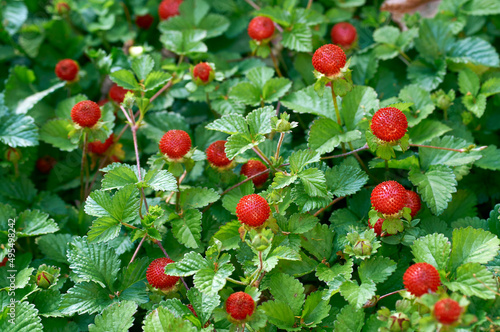 berry of Indian strawberry in the field