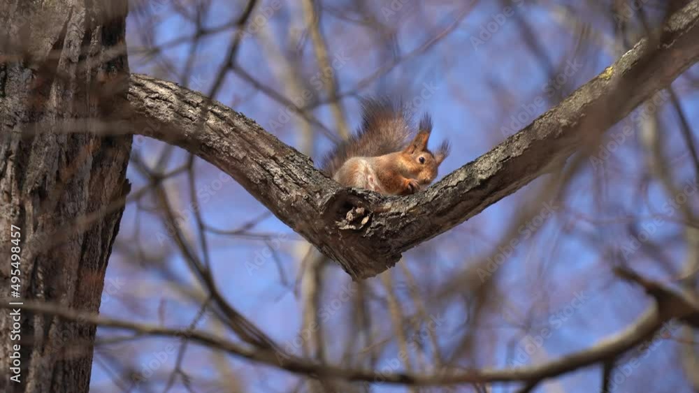 squirrel climbs a tree in the park squirrel climbs a tree in the park