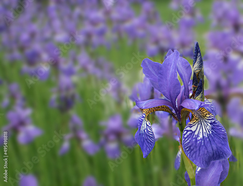 Close-up purple blue iris on the background of green leaves and blooming irises