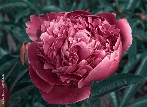 Beautiful purple pink peony flower growing in the garden on the background of peonies buds and foliage greenery. Close-up peony flower. Dark green background 