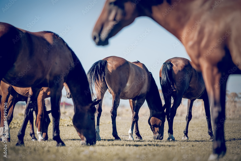 Fototapeta premium Horses grazing in the field. Rural landscape.