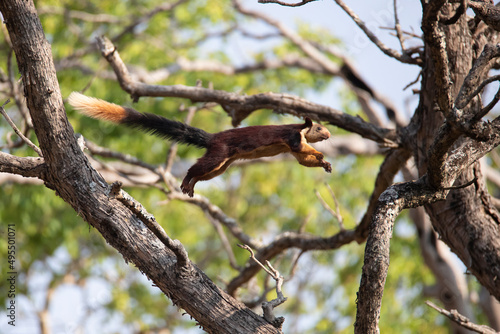 Indian giant squirrel jumping from one tree to another photo