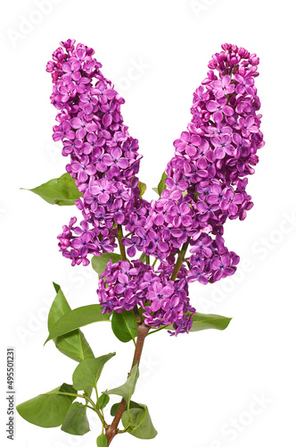 Branch of blooming lilac with leaves isolated on white background