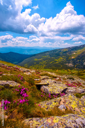 scenic summer dawn image, picturesque morning scenery, amazing blossom pink rhododendron flowers, floral nature background,,Ukraine, Carpathian mountains, Europe