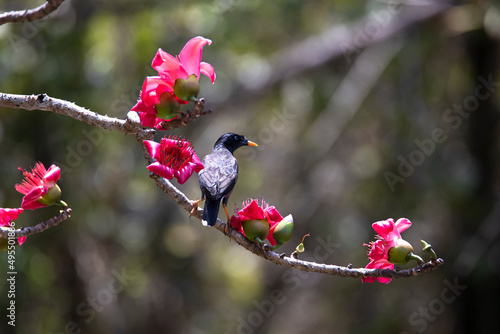 Jungle myna perched in a tree branch with flowers