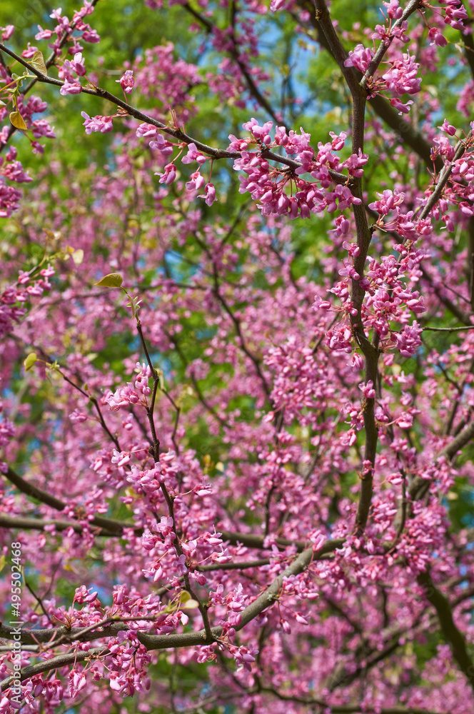 Purple Spring Blossom. Cercis Canadensis or Eastern Redbud Purple Spring Blossom. Cercis Canadensis or Eastern Redbud