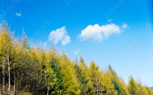 Looking up on clear blue sky with yellow poplar trees