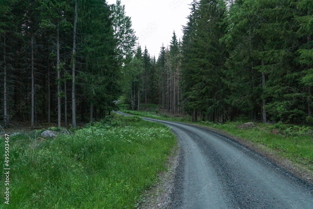 Empty country road leading through forest Empty country road leading through forest