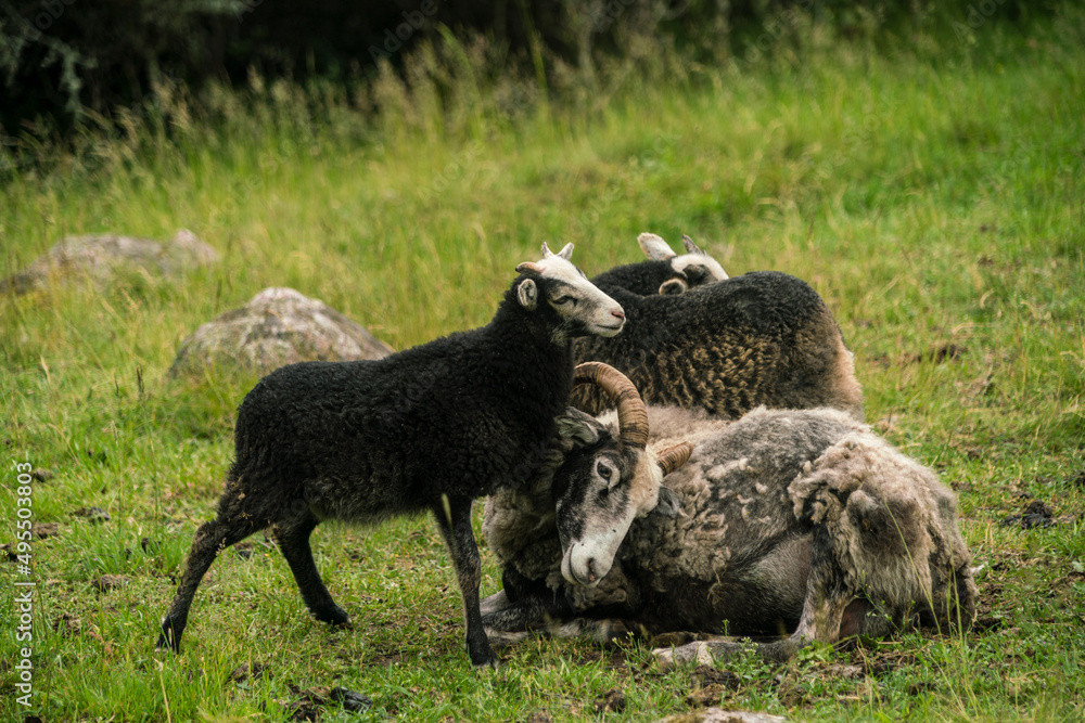 Sheep in grassy field Sheep in grassy field