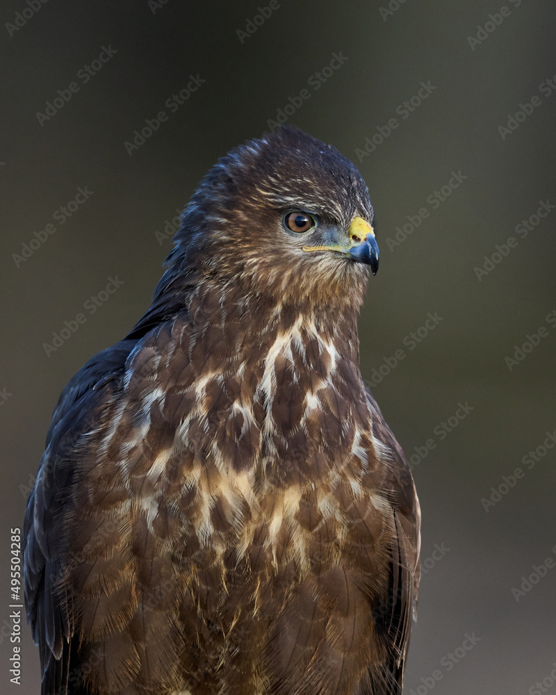 Obraz premium Common buzzard (Buteo buteo)
